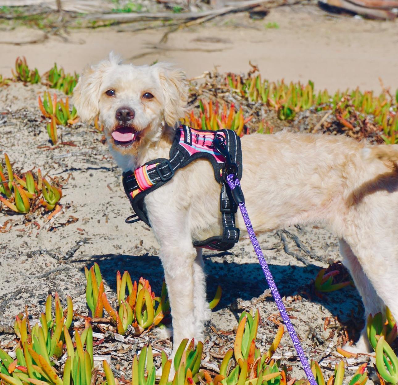 Brooke, a ADOPTABLE mixed breed in San Diego, CA image 1/2