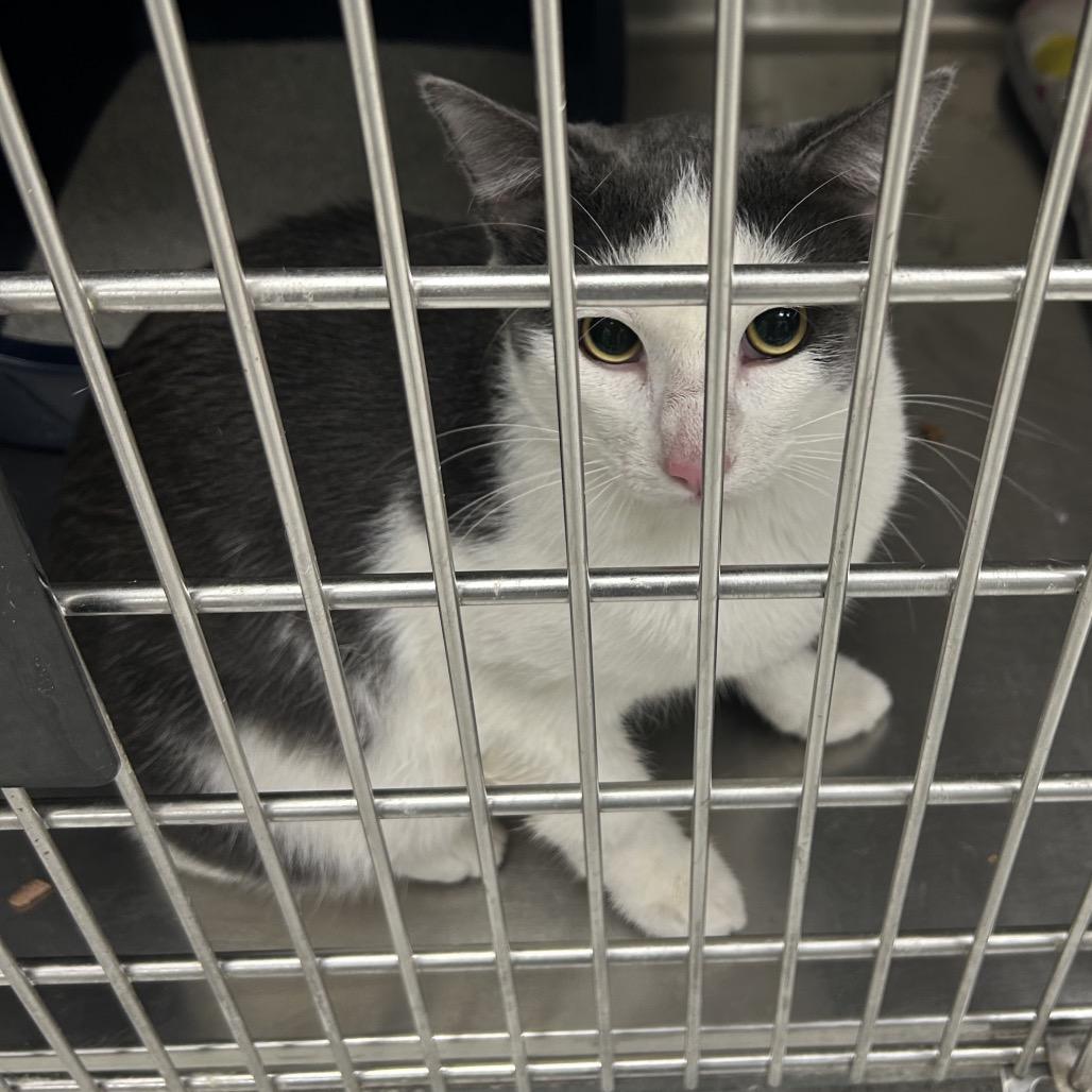 Archie, Adoptable, Young Male Domestic Short Hair & Domestic Short Hair.