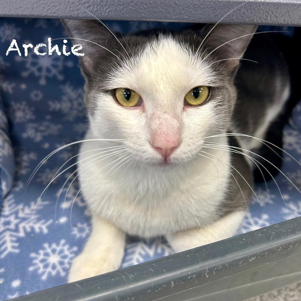 Archie — thumbnail 2