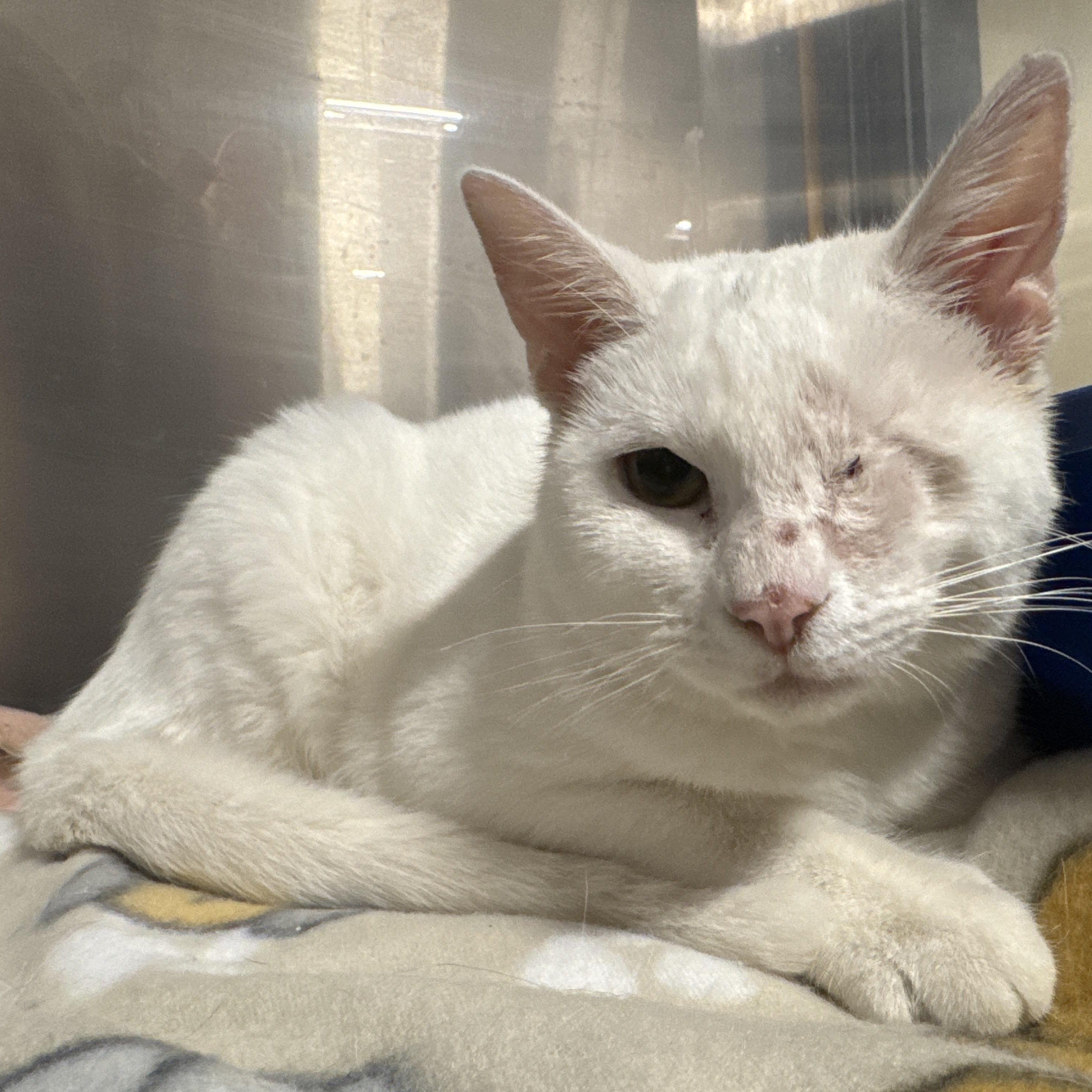 Enlarge Cirrus, a Adoptable Domestic Short Hair in Gerrardstown, WV image 3/3