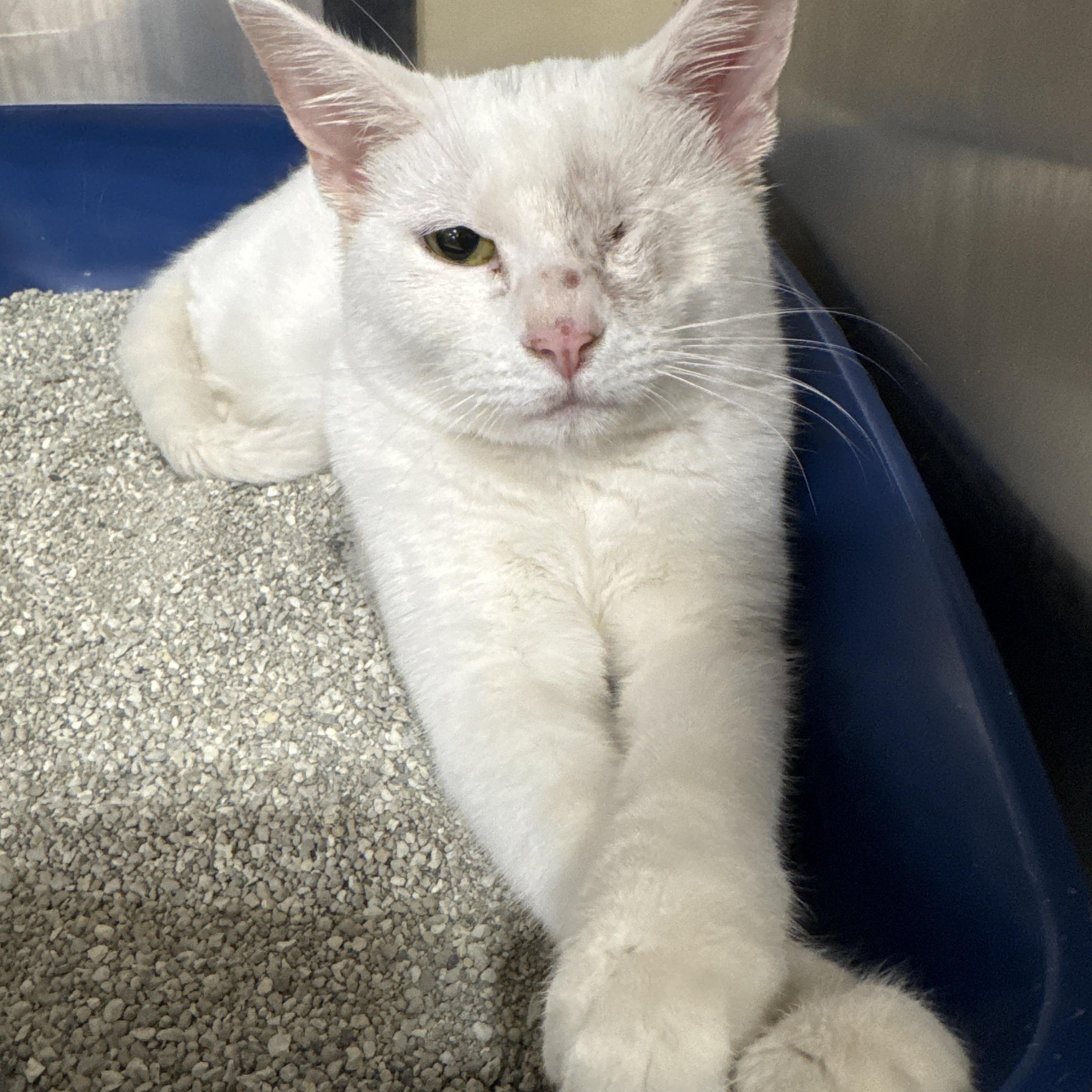 Cirrus, Adoptable, Kitten Female Domestic Short Hair.