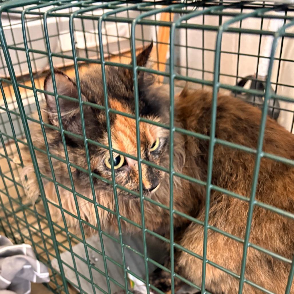 Lacey, Adoptable, Young Female Manx.