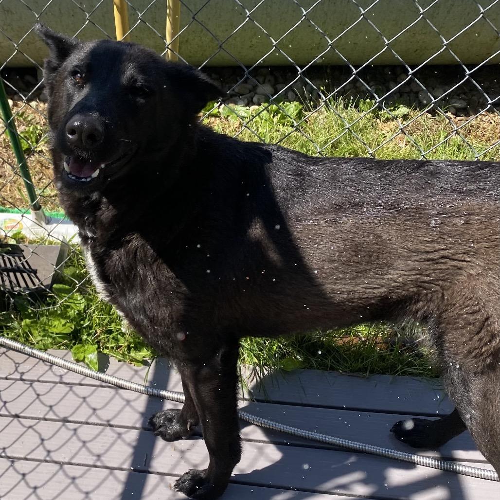 Enlarge Kali, a Adoptable mixed breed in Caryville, TN image 1/6