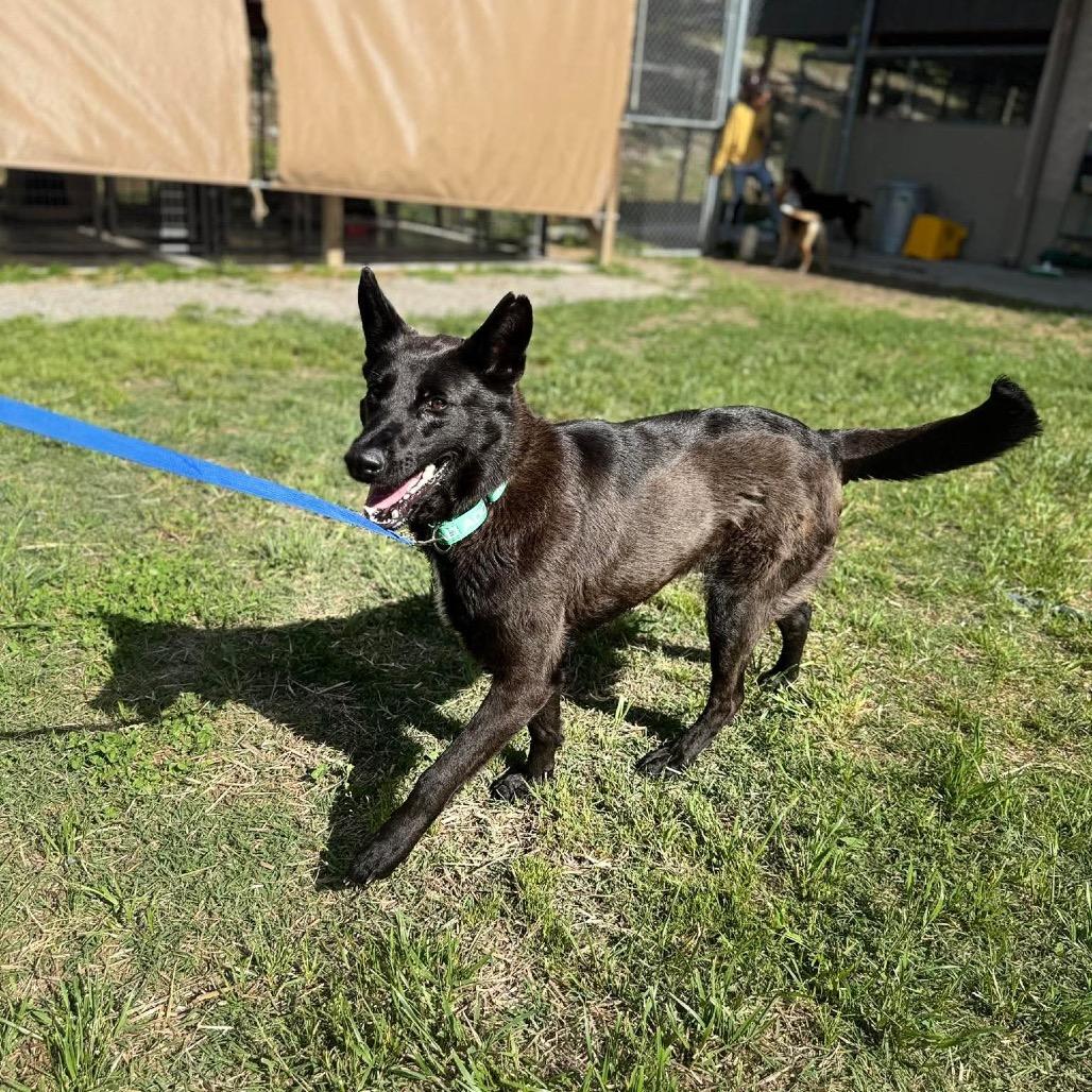 Enlarge Kali, a Adoptable mixed breed in Caryville, TN image 2/6