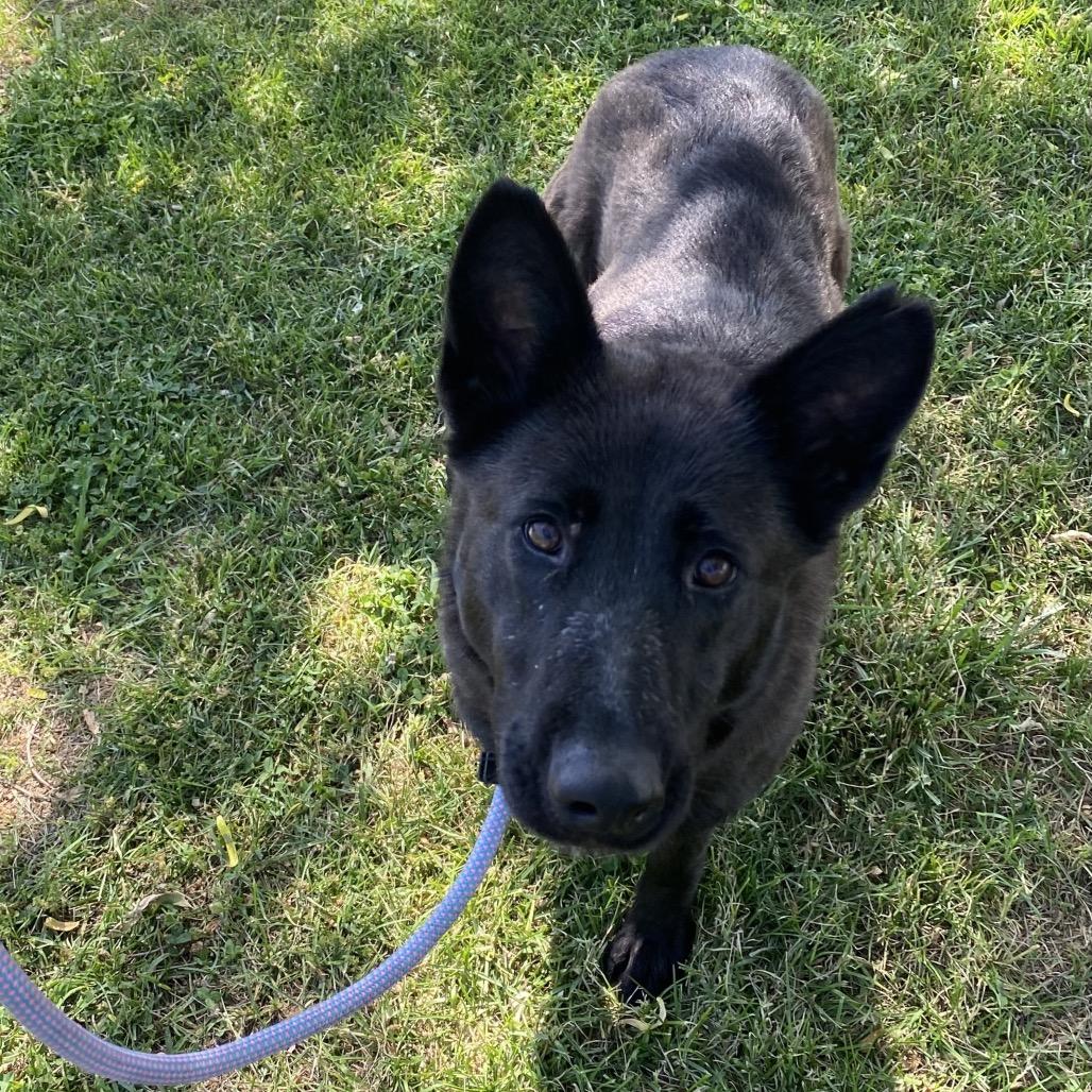Enlarge Kali, a Adoptable mixed breed in Caryville, TN image 4/6