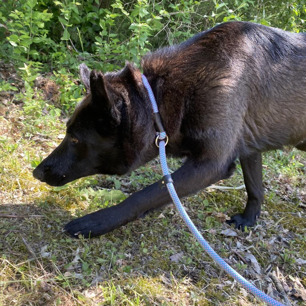 Enlarge Kali, a Adoptable mixed breed in Caryville, TN image 5/6