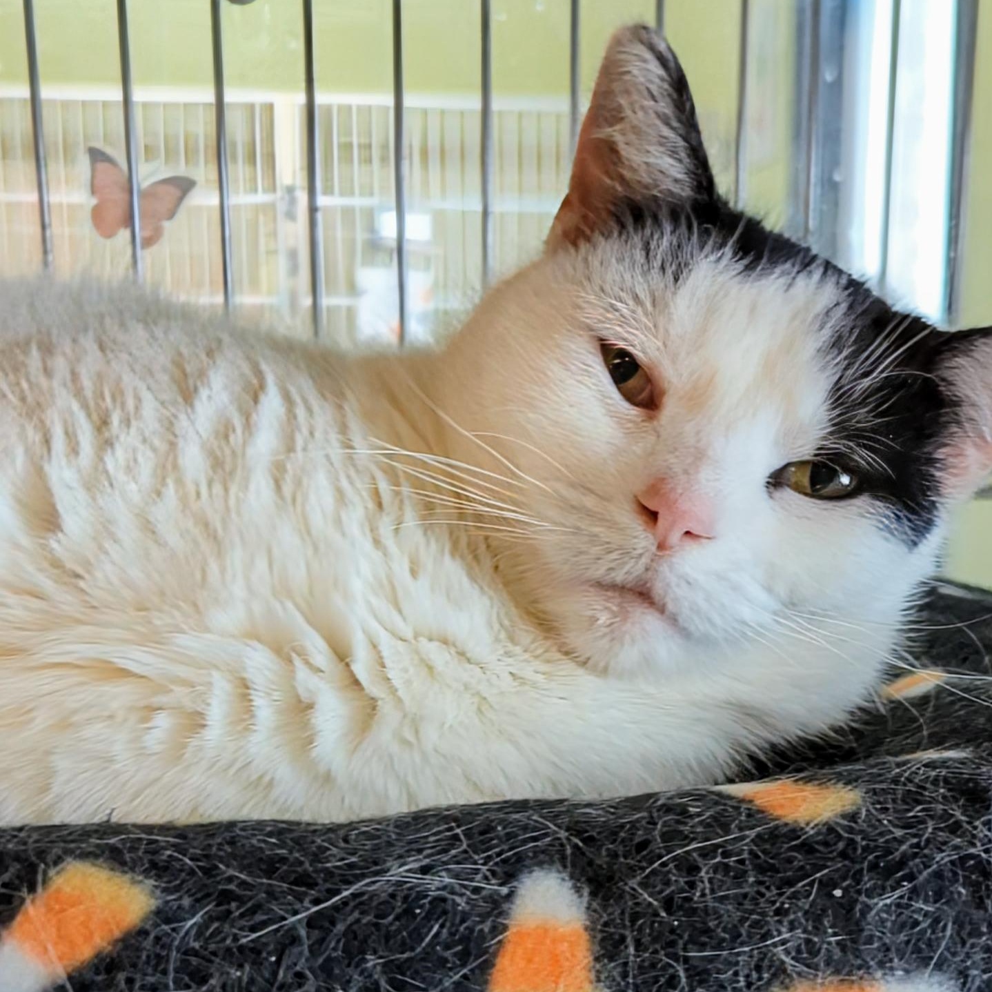 Crystal, ADOPTABLE, Adult Female Domestic Short Hair.