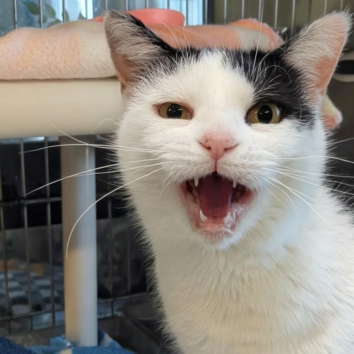 Crystal, ADOPTABLE, Adult Female Domestic Short Hair.