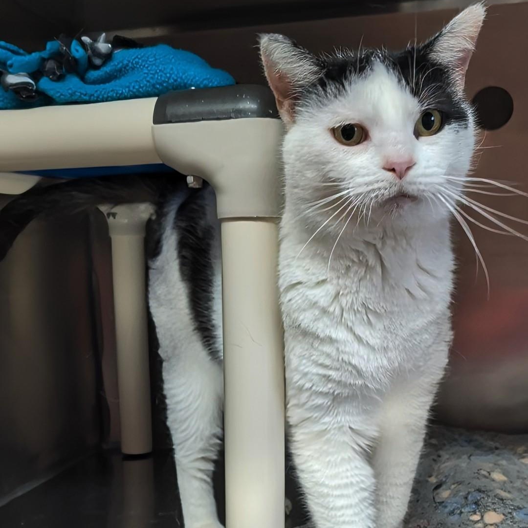 Enlarge Crystal- Our longest resident kitty, an adoptable Domestic Short Hair in West Jefferson, OH image 4/6