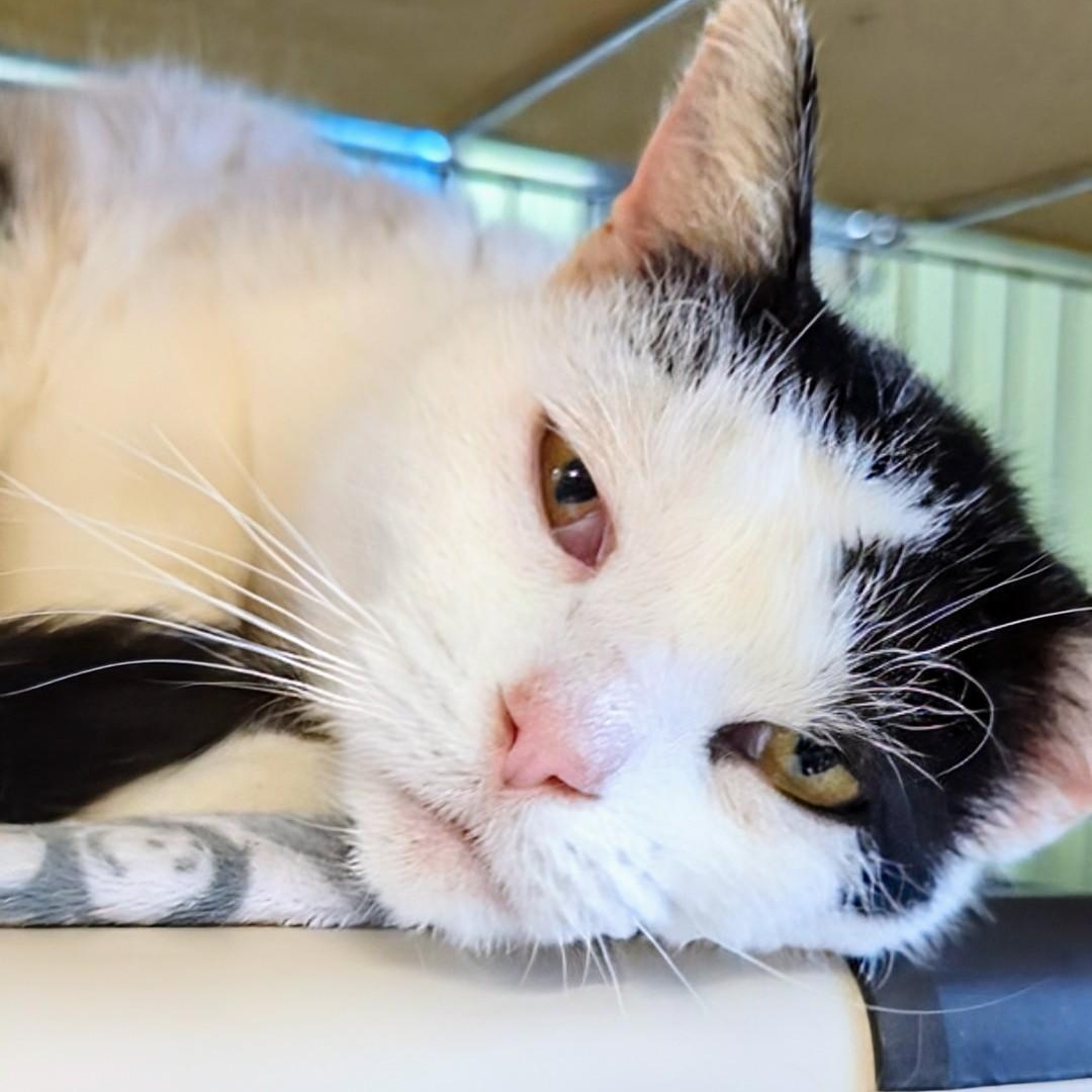 Crystal, a ADOPTABLE Domestic Short Hair in West Jefferson, OH image 2/6