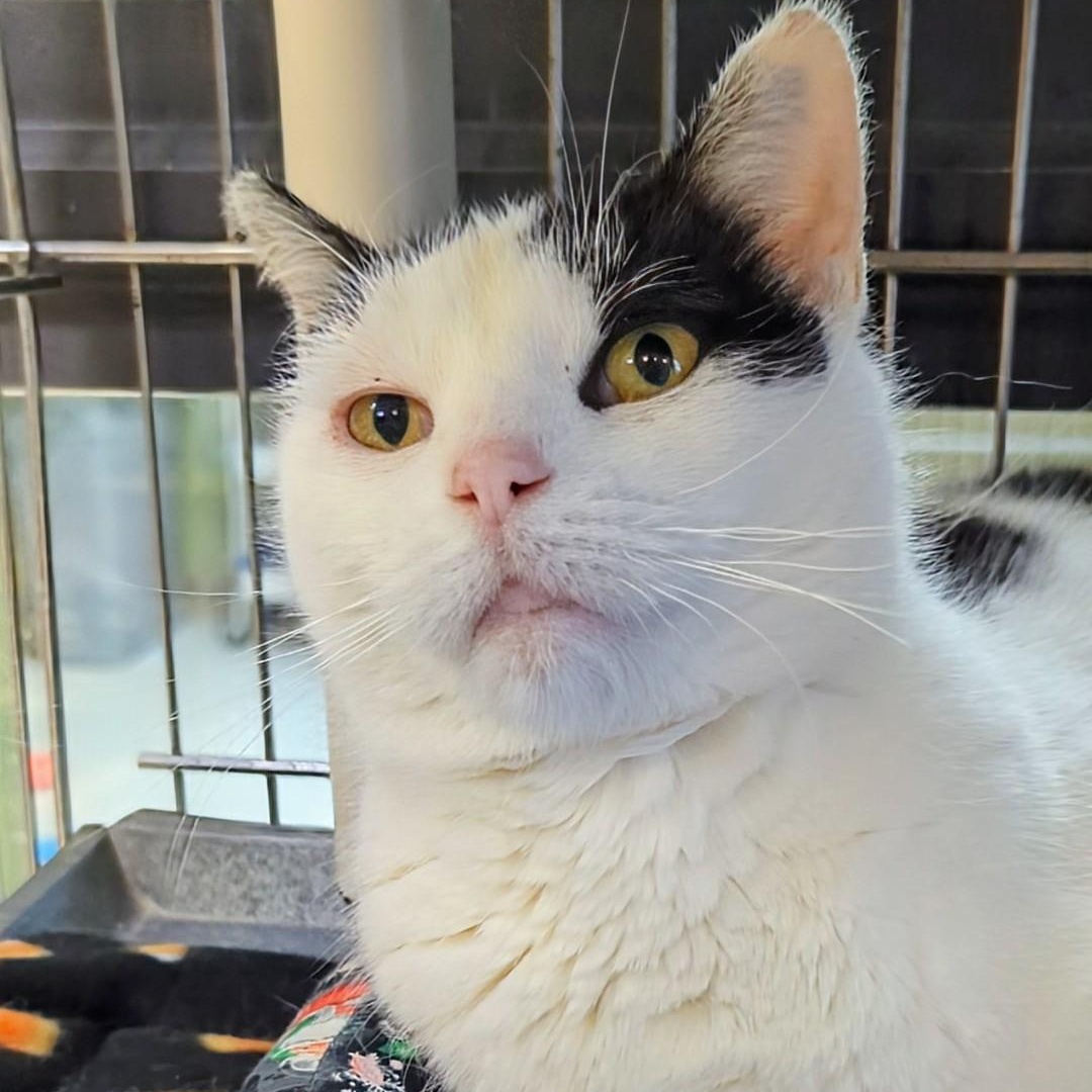 Crystal, a ADOPTABLE Domestic Short Hair in West Jefferson, OH image 3/6