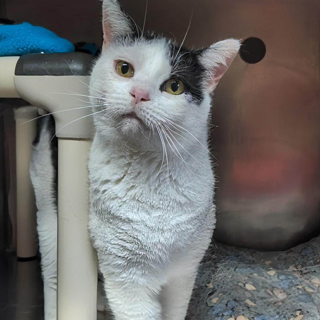 Enlarge Crystal- Our longest resident kitty, an adoptable Domestic Short Hair in West Jefferson, OH image 5/6