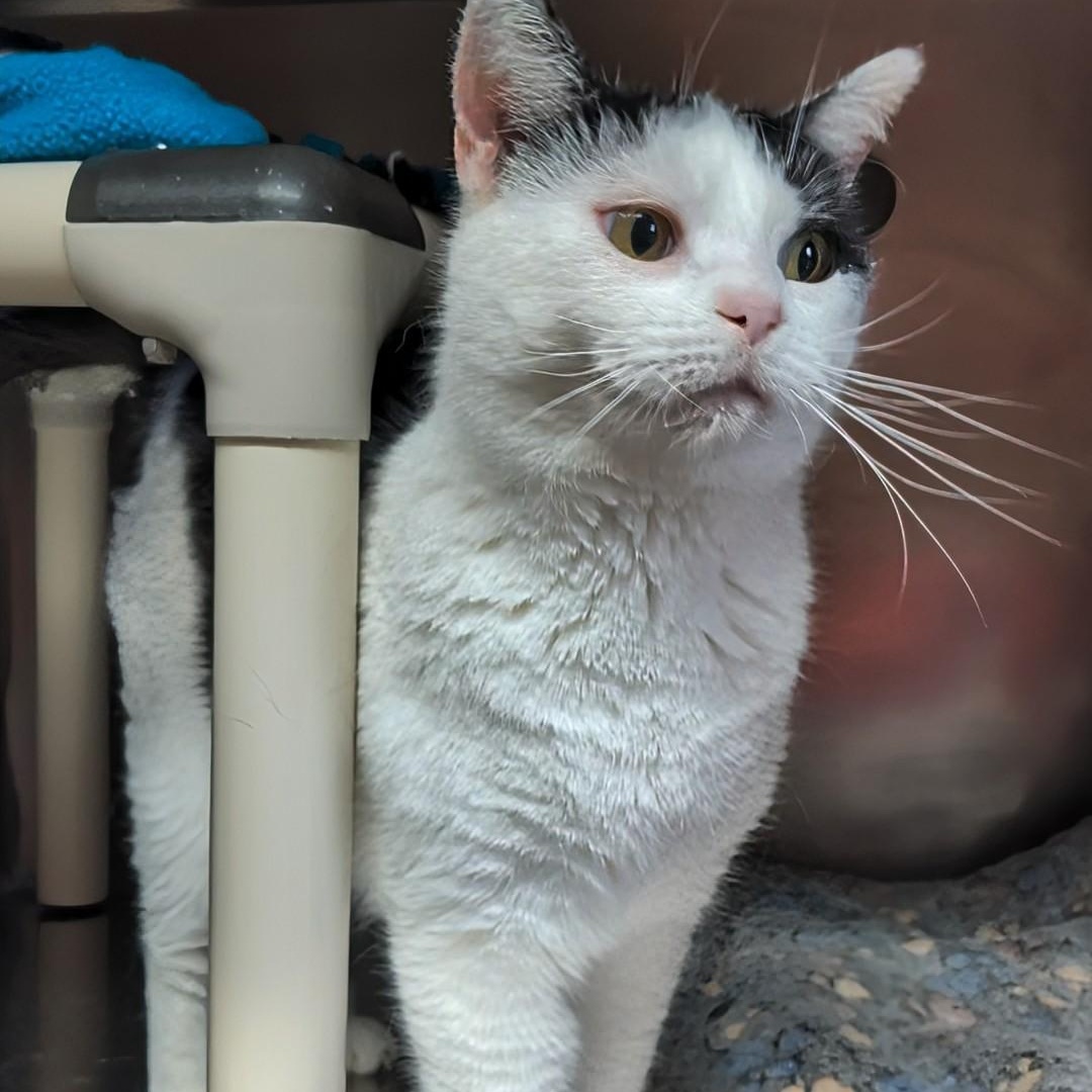 Enlarge Crystal- Our longest resident kitty, an adoptable Domestic Short Hair in West Jefferson, OH image 3/6