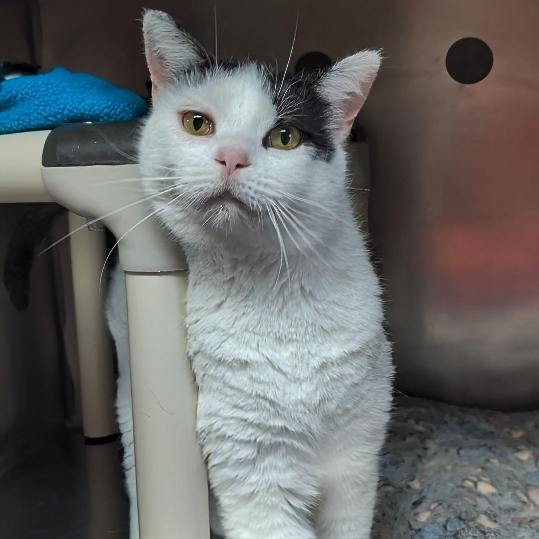 Enlarge Crystal- Our longest resident kitty, an adoptable Domestic Short Hair in West Jefferson, OH image 6/6