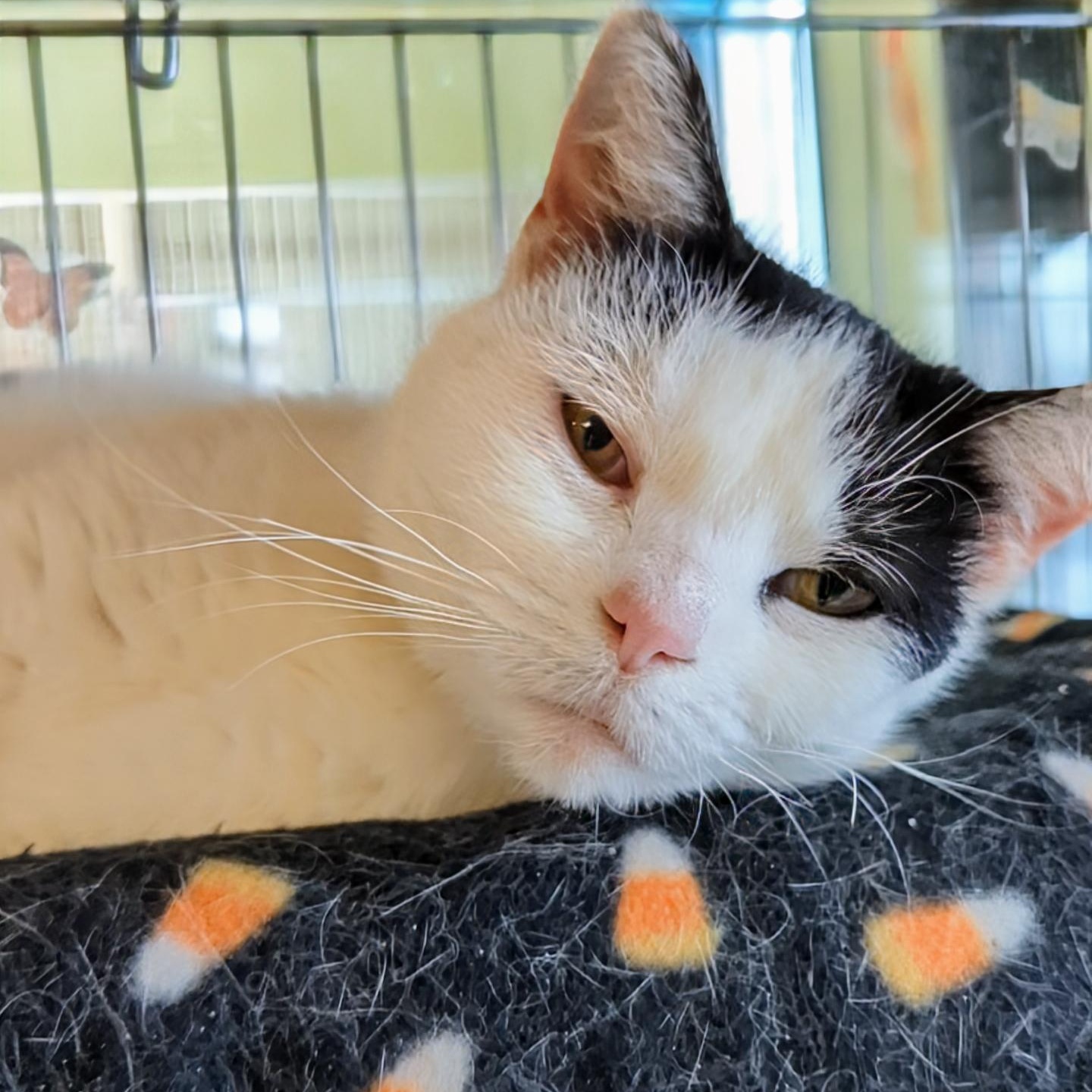 Crystal, a ADOPTABLE Domestic Short Hair in West Jefferson, OH image 6/6