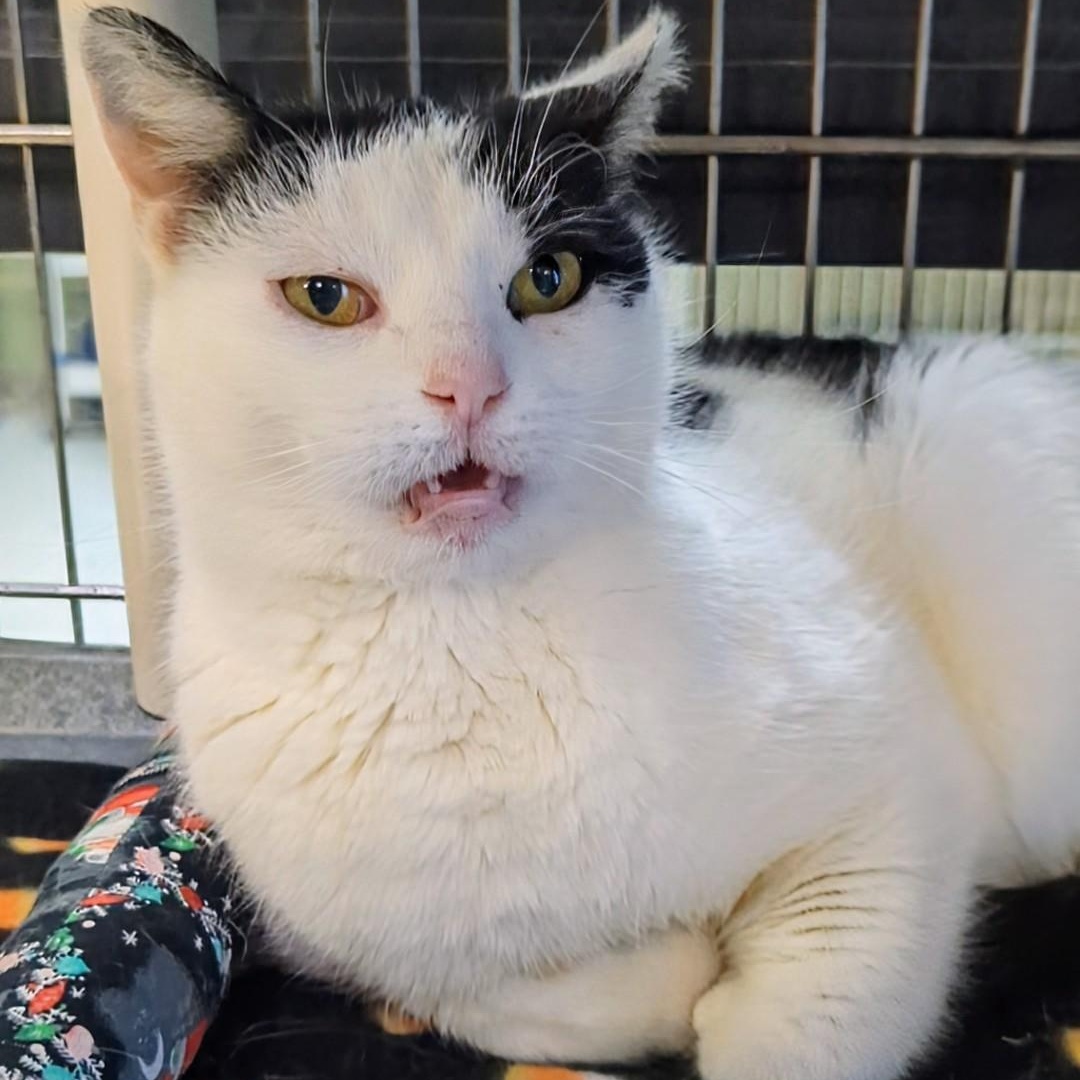 Crystal, a ADOPTABLE Domestic Short Hair in West Jefferson, OH image 4/6