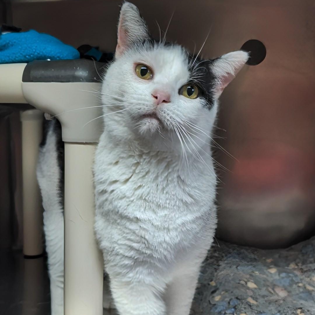 Enlarge Crystal- Our longest resident kitty, an adoptable Domestic Short Hair in West Jefferson, OH image 1/6