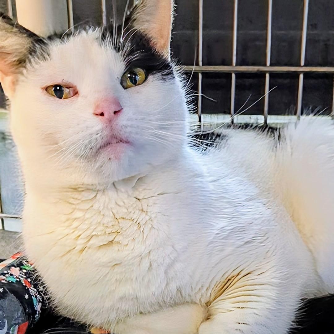 Crystal, a ADOPTABLE Domestic Short Hair in West Jefferson, OH image 5/6