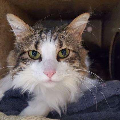 Enlarge Patra, an adopted mixed breed in Dubuque, IA image 1/1