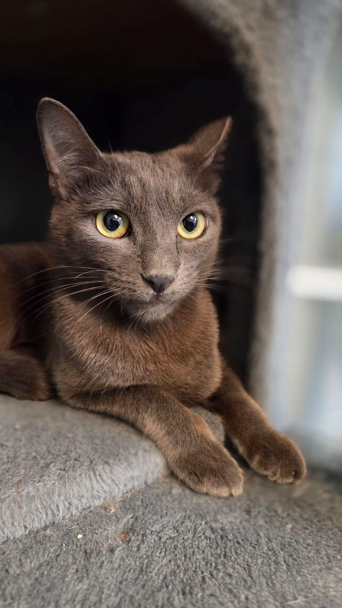 Enlarge Sage, a Adoptable Domestic Short Hair in Bloomfield, NJ image 4/4