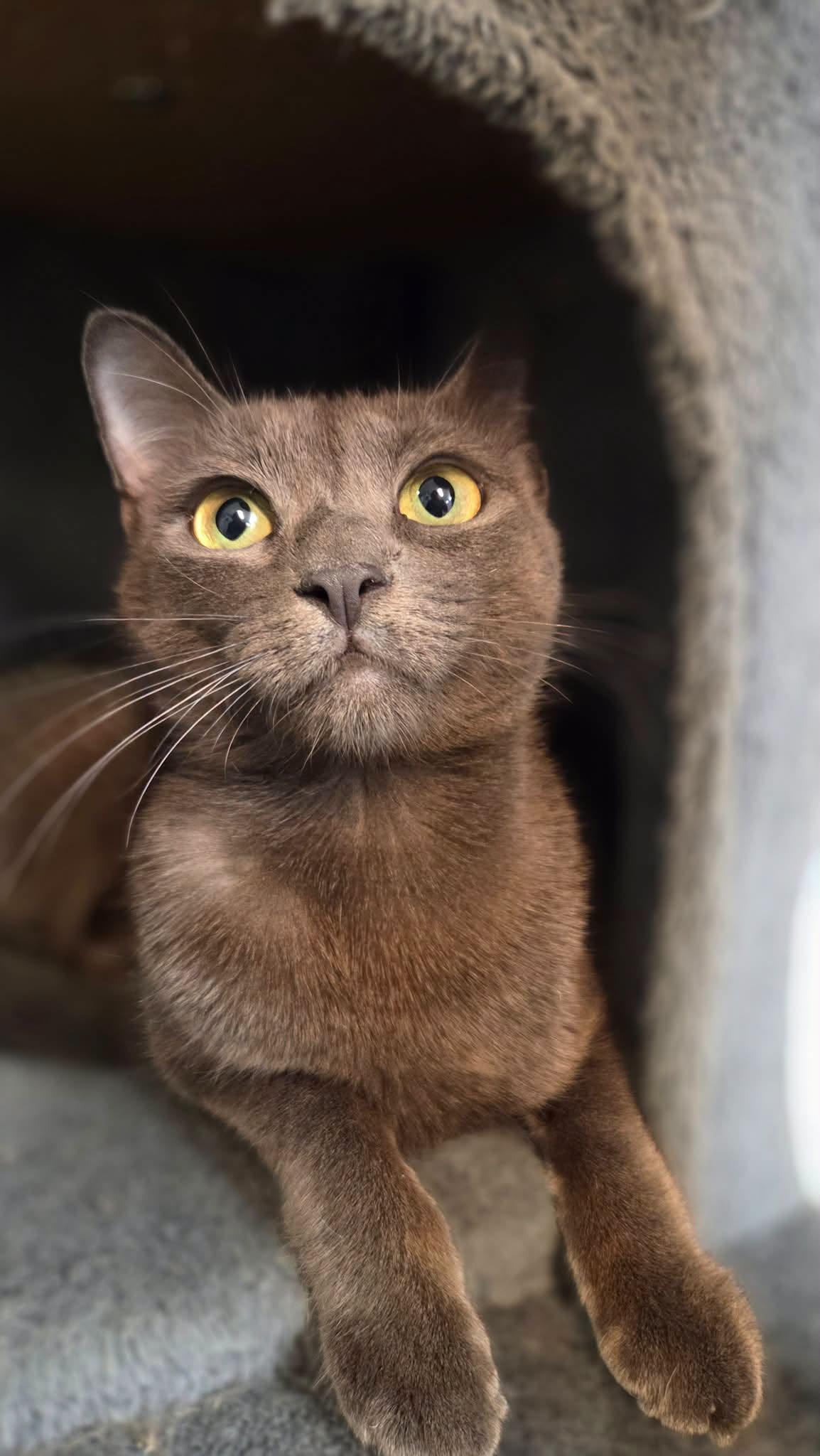 Enlarge Sage, a Adoptable Domestic Short Hair in Bloomfield, NJ image 3/4