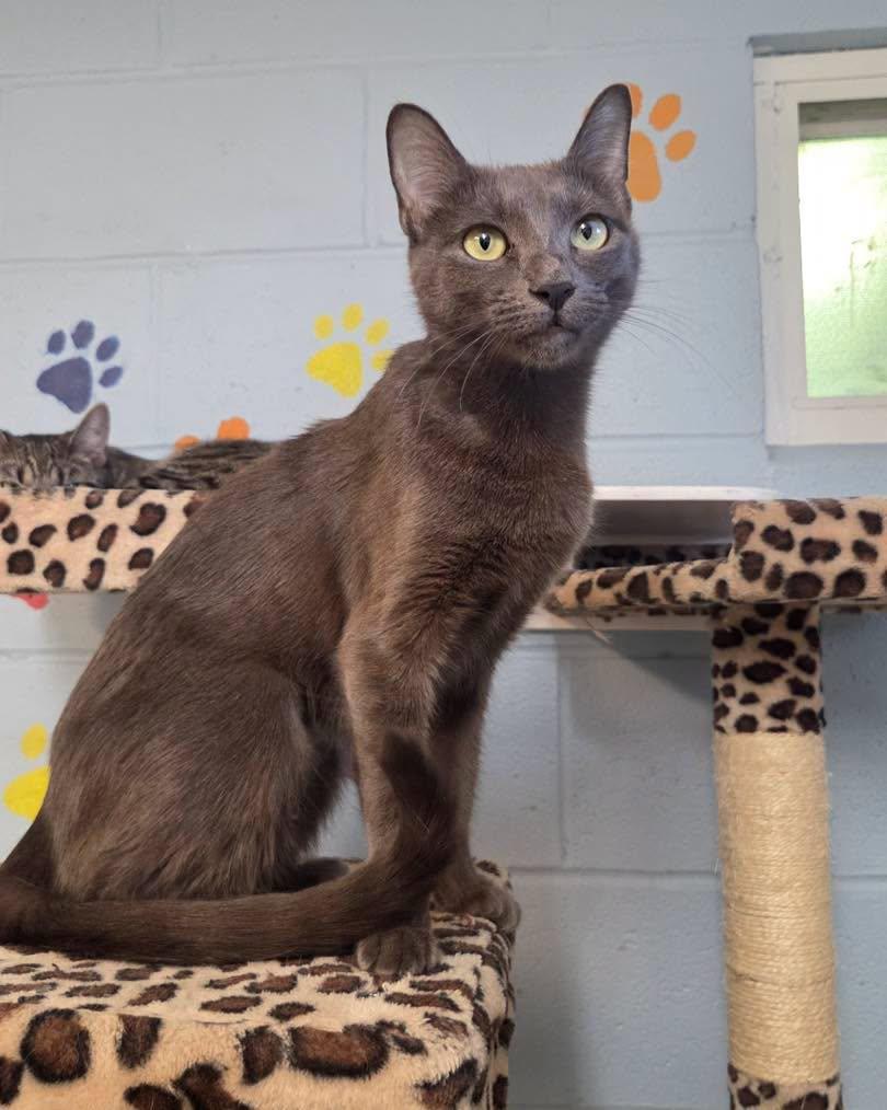 Enlarge Sage, a Adoptable Domestic Short Hair in Bloomfield, NJ image 1/4