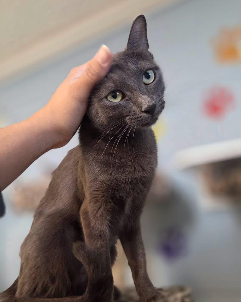 Enlarge Sage, a Adoptable Domestic Short Hair in Bloomfield, NJ image 2/4