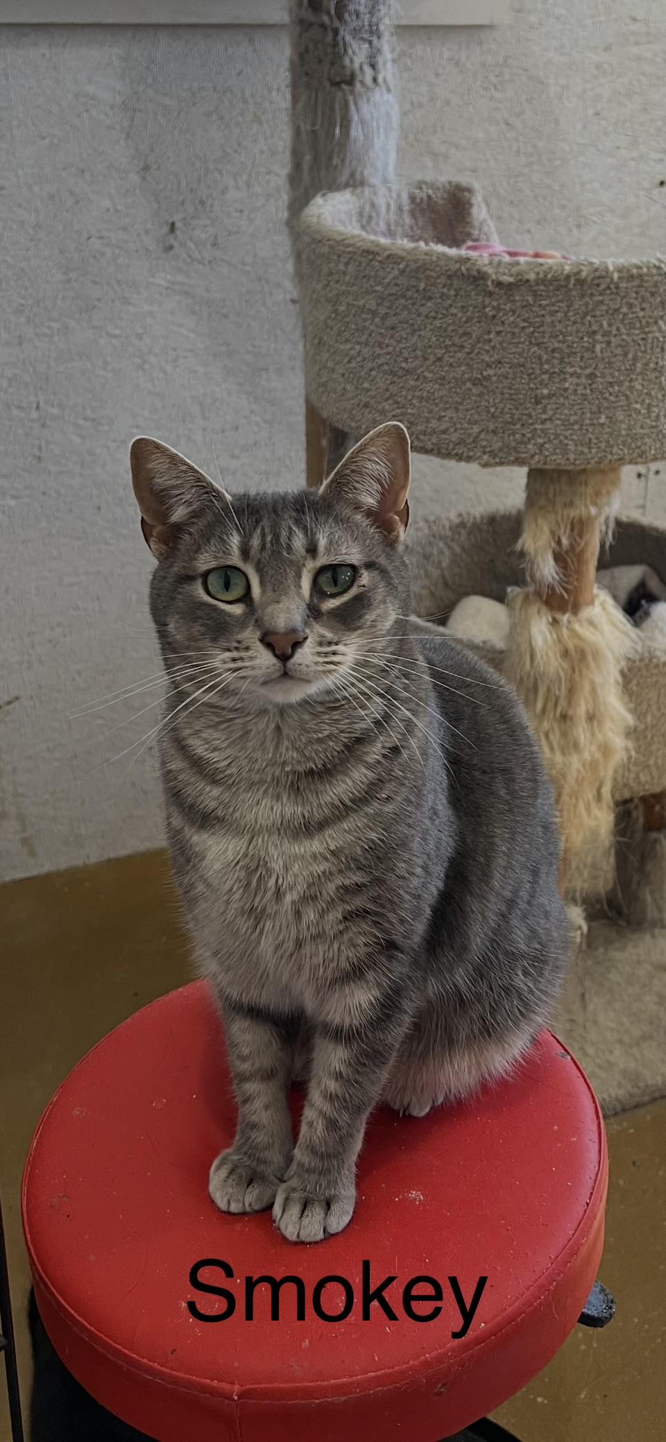 Smokey, a Adoptable Domestic Short Hair in Sneads Ferry, NC image 3/3