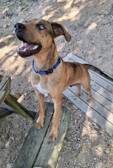 Enlarge Tito, a Adoptable mixed breed in Mountain View, AR image 1/3
