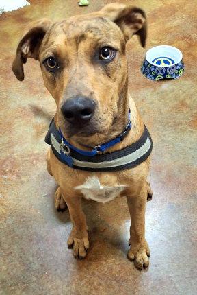 Enlarge Tito, a Adoptable mixed breed in Mountain View, AR image 2/3