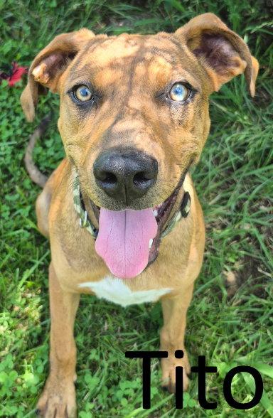 Enlarge Tito, a Adoptable mixed breed in Mountain View, AR image 3/3