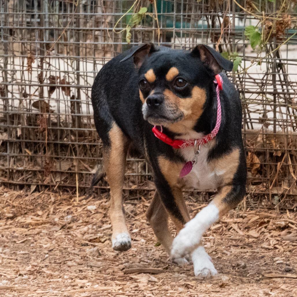 Enlarge Butterball, a Adoptable mixed breed in Wimberley, TX image 1/6