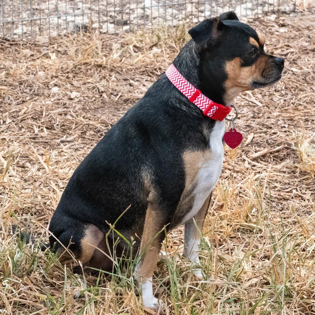 Enlarge Butterball, a Adoptable mixed breed in Wimberley, TX image 2/6