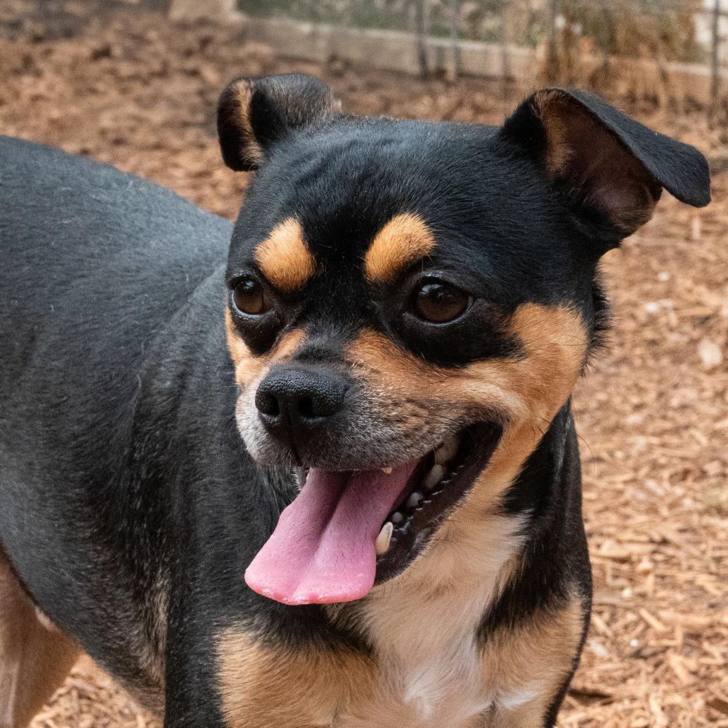 Enlarge Butterball, a Adoptable mixed breed in Wimberley, TX image 3/6
