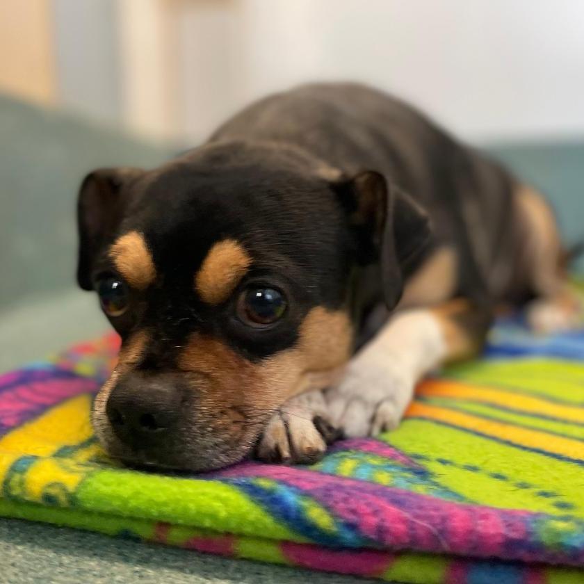 Enlarge Butterball, a Adoptable mixed breed in Wimberley, TX image 4/6