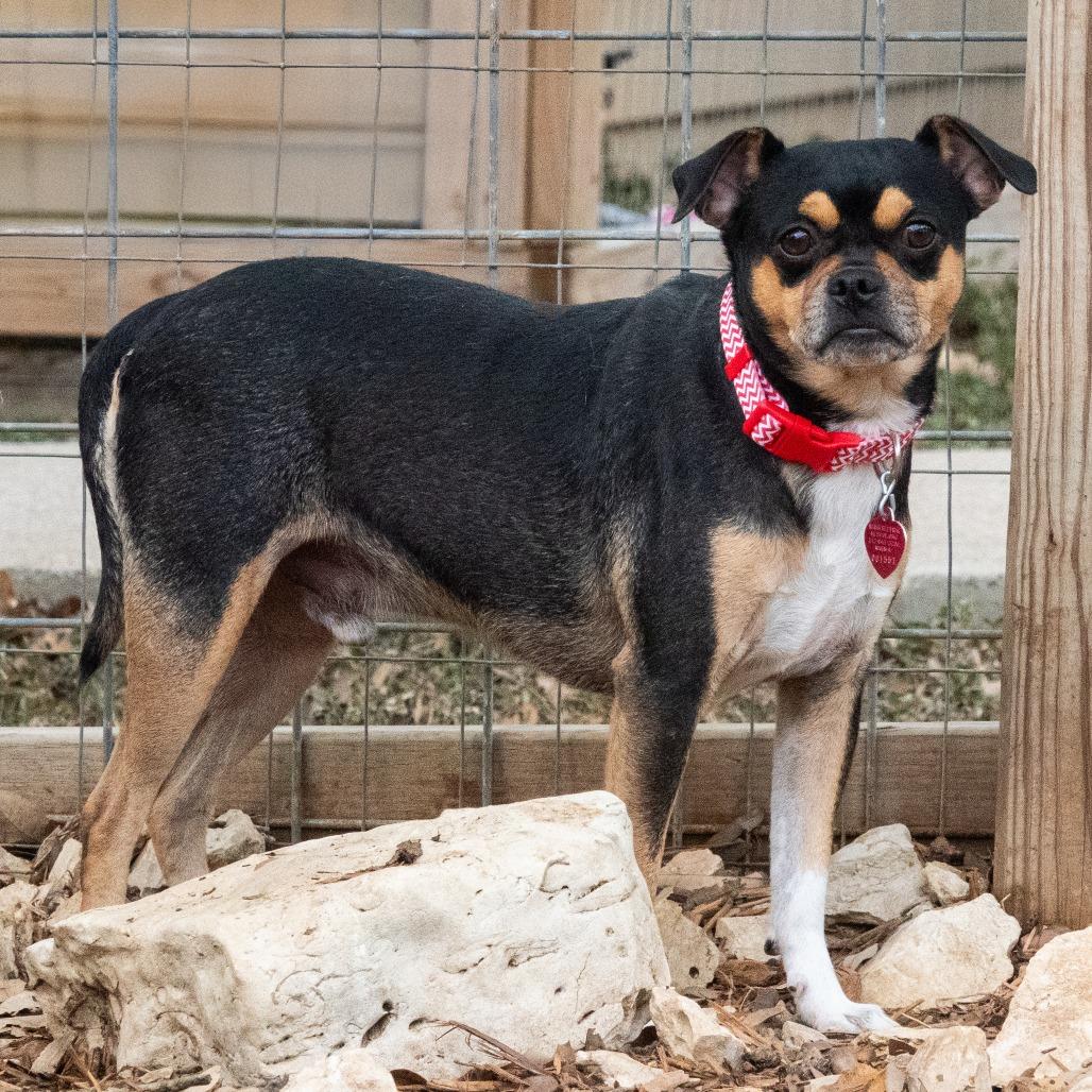 Enlarge Butterball, a Adoptable mixed breed in Wimberley, TX image 5/6