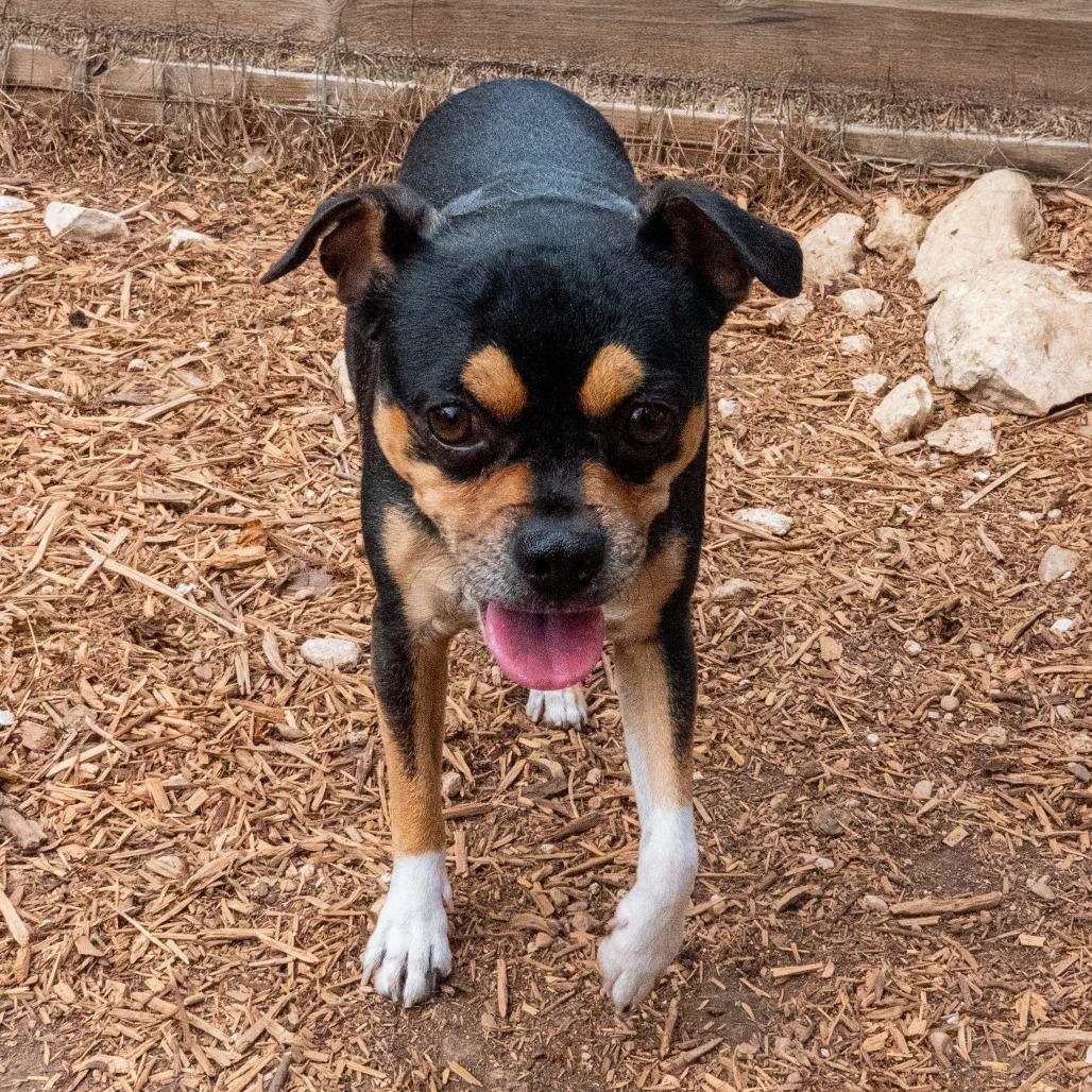 Enlarge Butterball, a Adoptable mixed breed in Wimberley, TX image 6/6