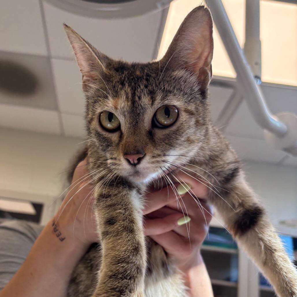 Enlarge Brownie, a Adoptable Domestic Short Hair in Evanston, IL image 1/1