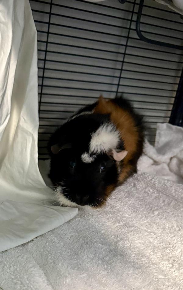Trails, Adoptable, Adult Female Guinea Pig.