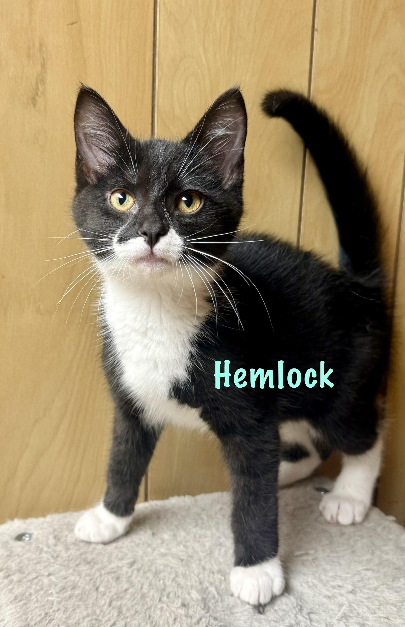 Hemlock, ADOPTABLE, Kitten Male Domestic Short Hair.