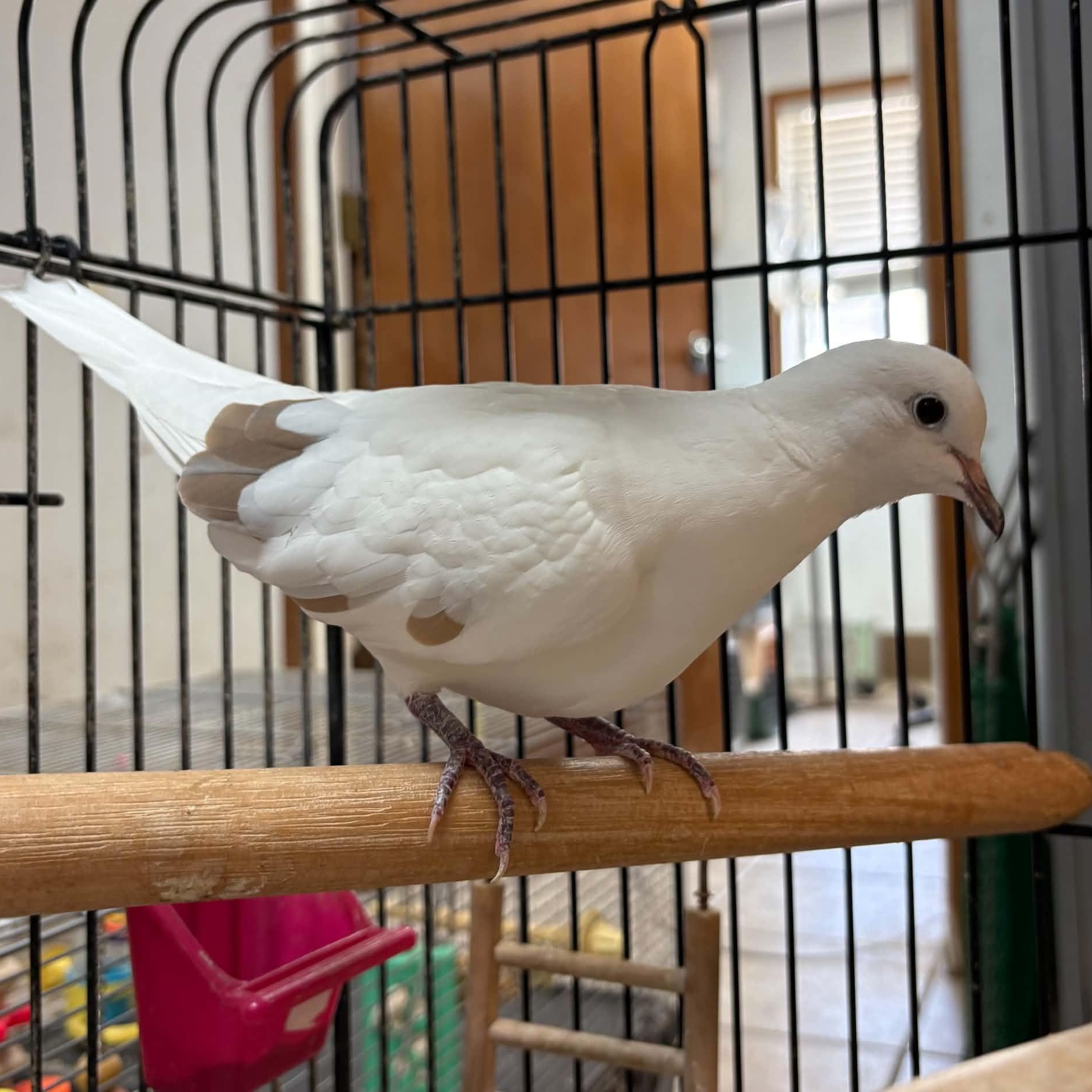Enlarge Harley & Quinn, a Adopted Dove in Waterloo, IA image 5/6