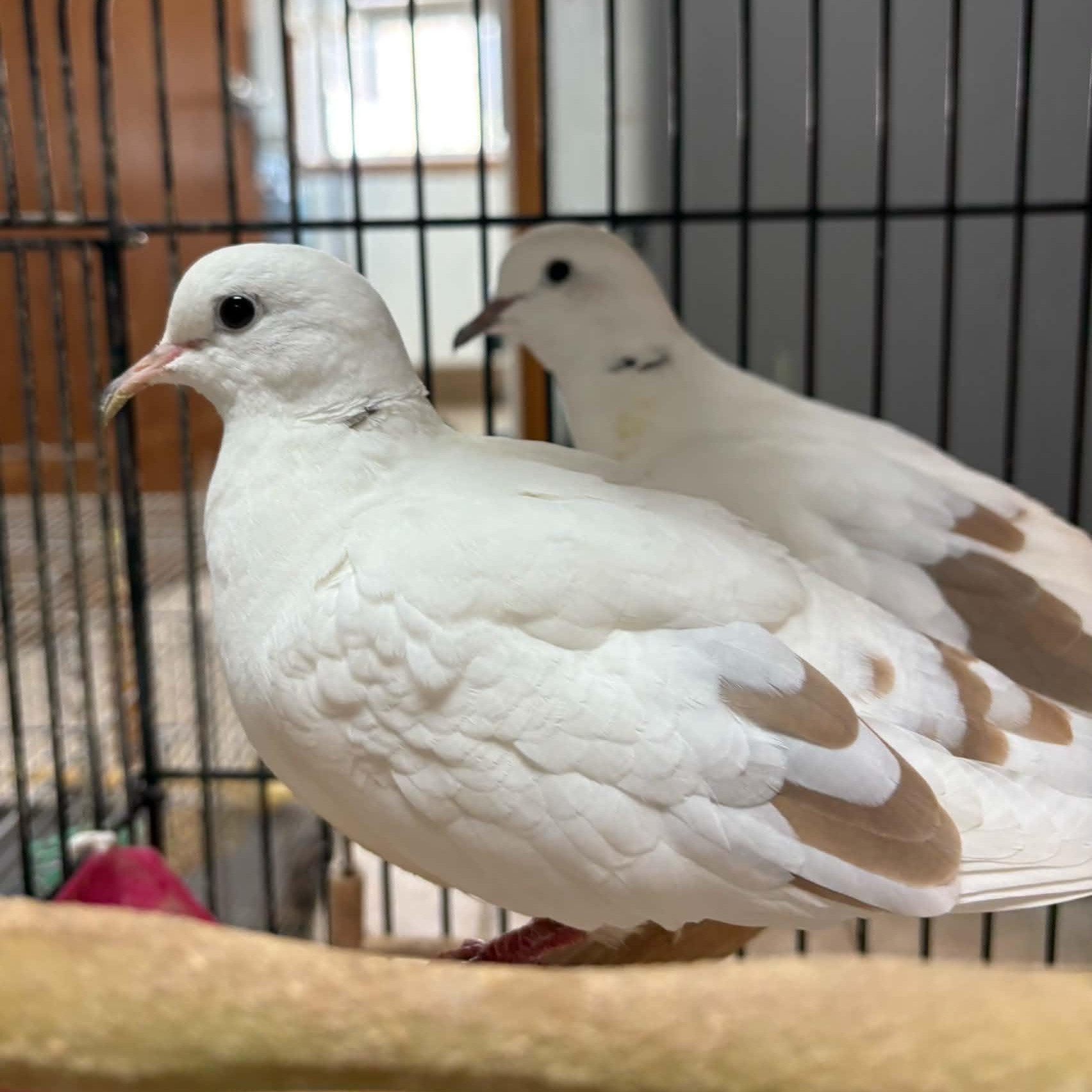 Harley & Quinn, Adoptable, Adult Female Dove.
