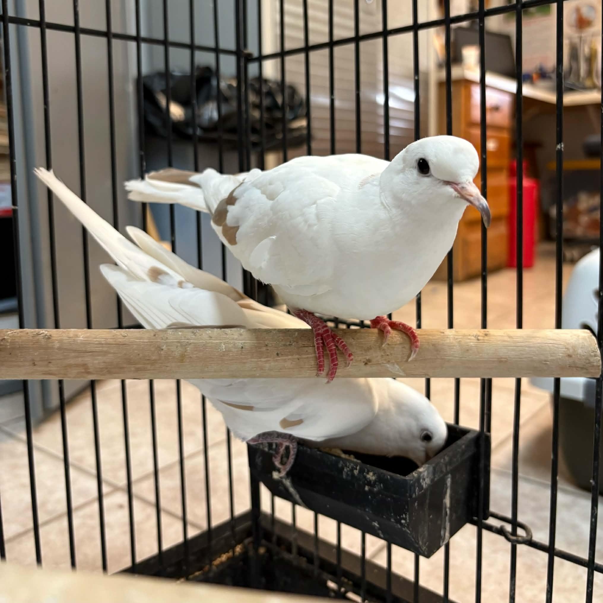 Enlarge Harley & Quinn, a Adopted Dove in Waterloo, IA image 2/6