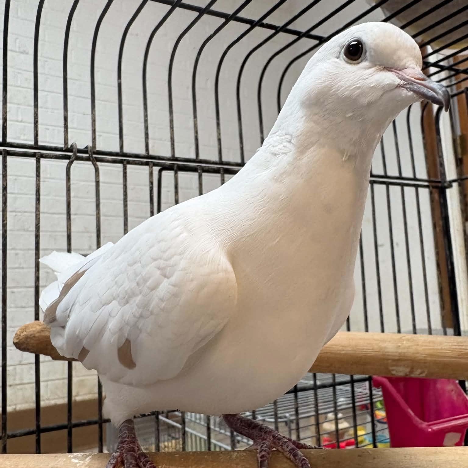 Enlarge Harley & Quinn, a Adopted Dove in Waterloo, IA image 4/6