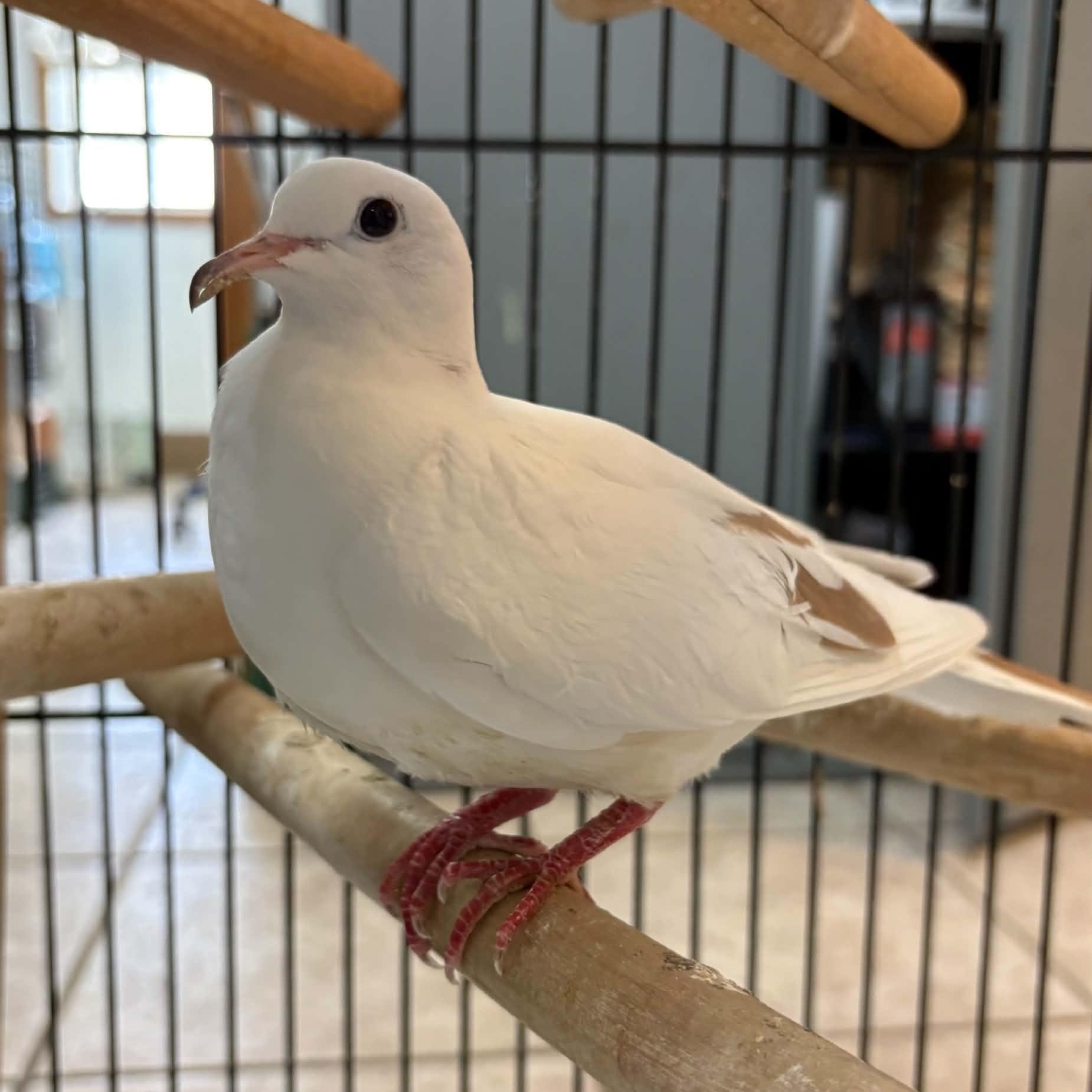 Enlarge Harley & Quinn, a Adopted Dove in Waterloo, IA image 3/6
