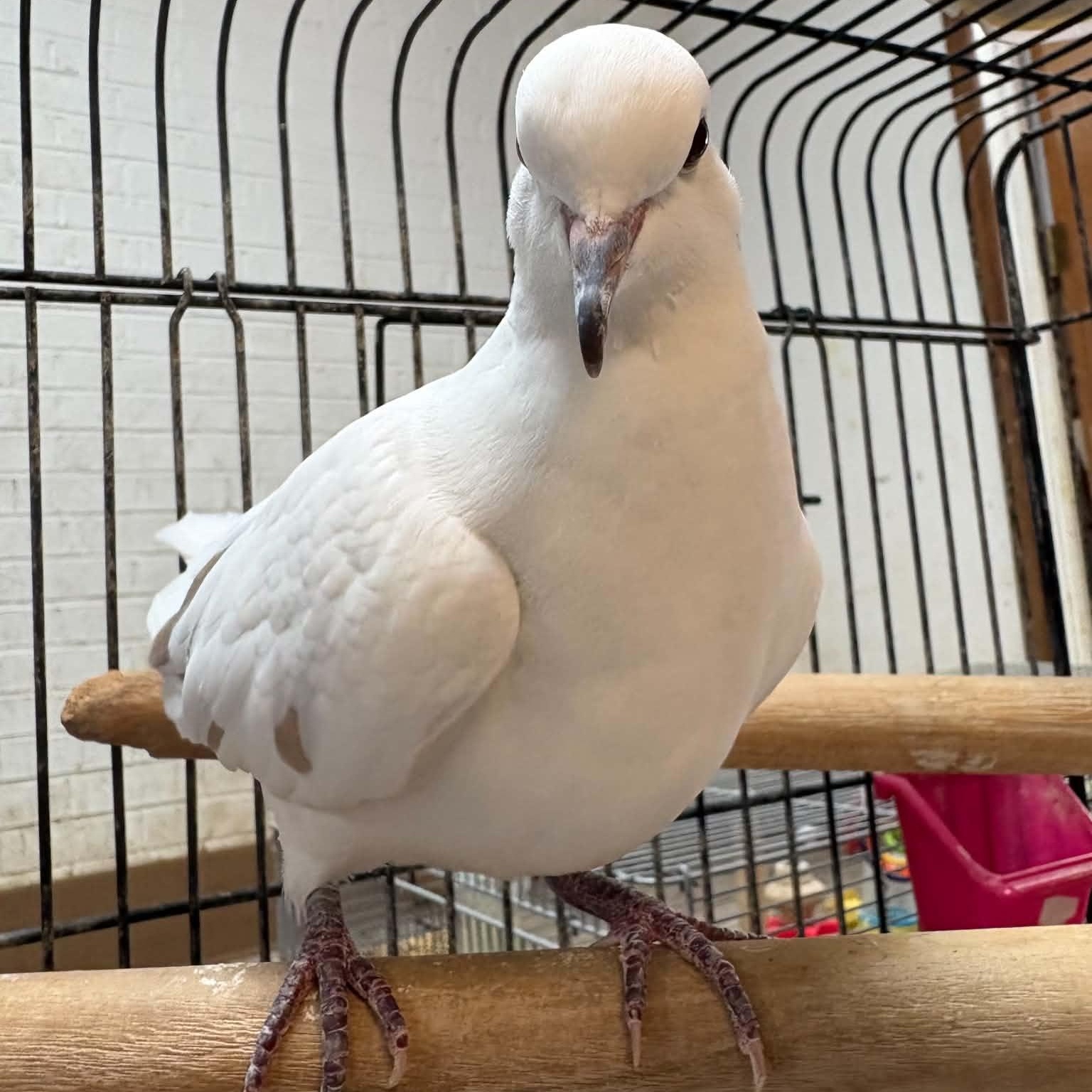 Enlarge Harley & Quinn, a Adopted Dove in Waterloo, IA image 6/6