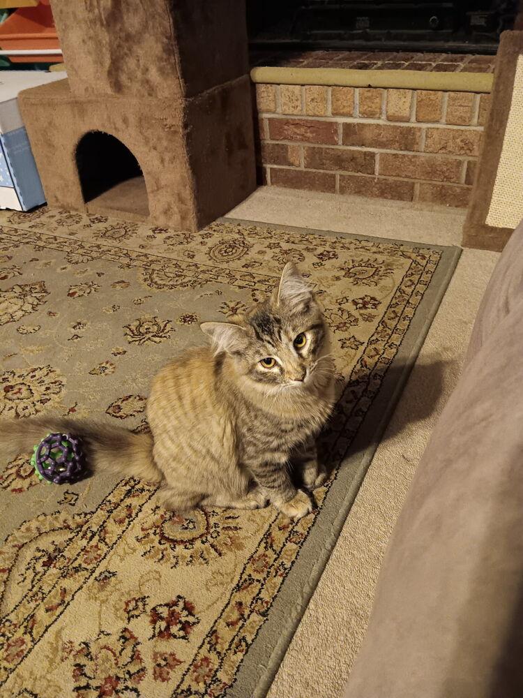 May, Adoptable, Kitten Female Maine Coon & Domestic Long Hair.