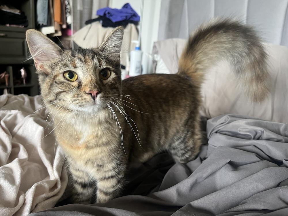 Enlarge May, a Adoptable mixed breed in Vienna , VA image 1/6