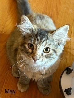 May, a Adoptable mixed breed in Vienna , VA image 2/2