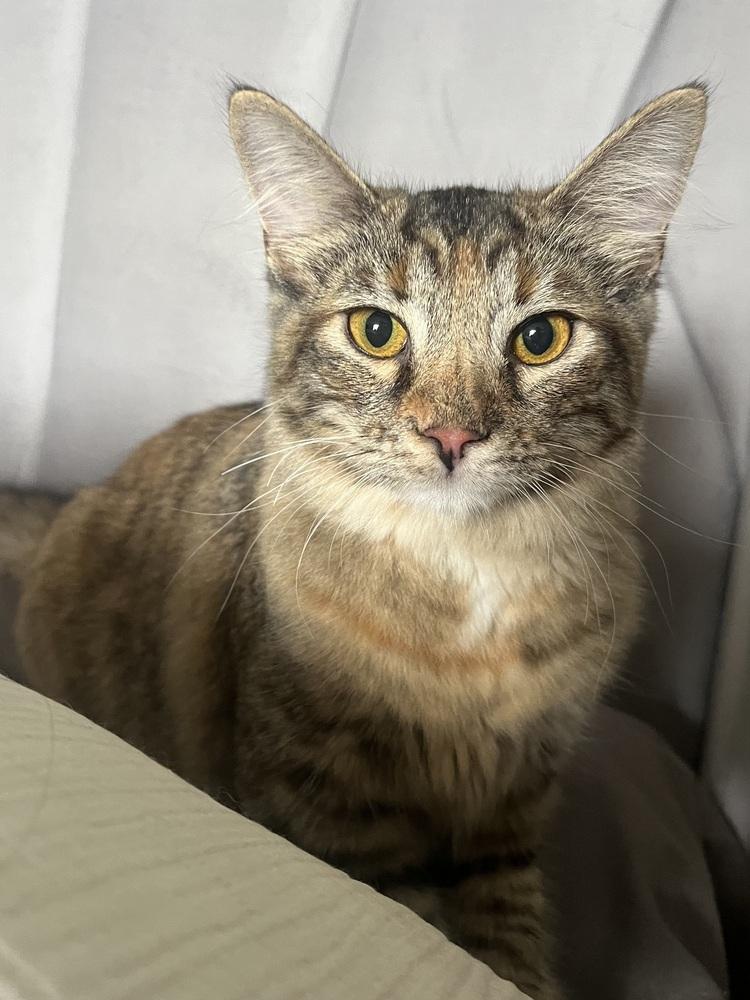 Enlarge May, a Adoptable mixed breed in Vienna , VA image 6/6